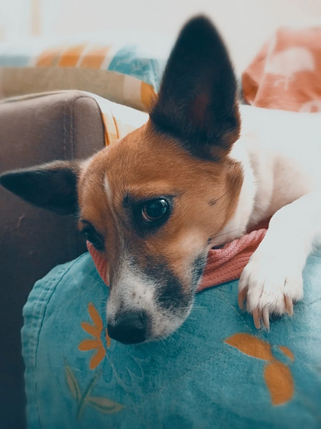 Venus - Afbeelding 3