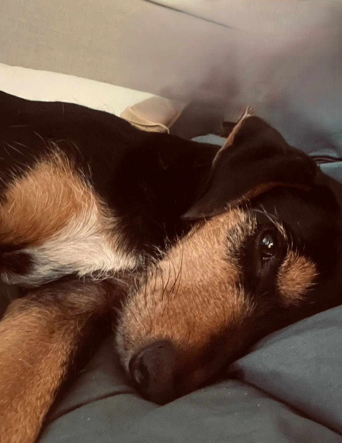 Liesje (GEADOPTEERD) - Afbeelding 3