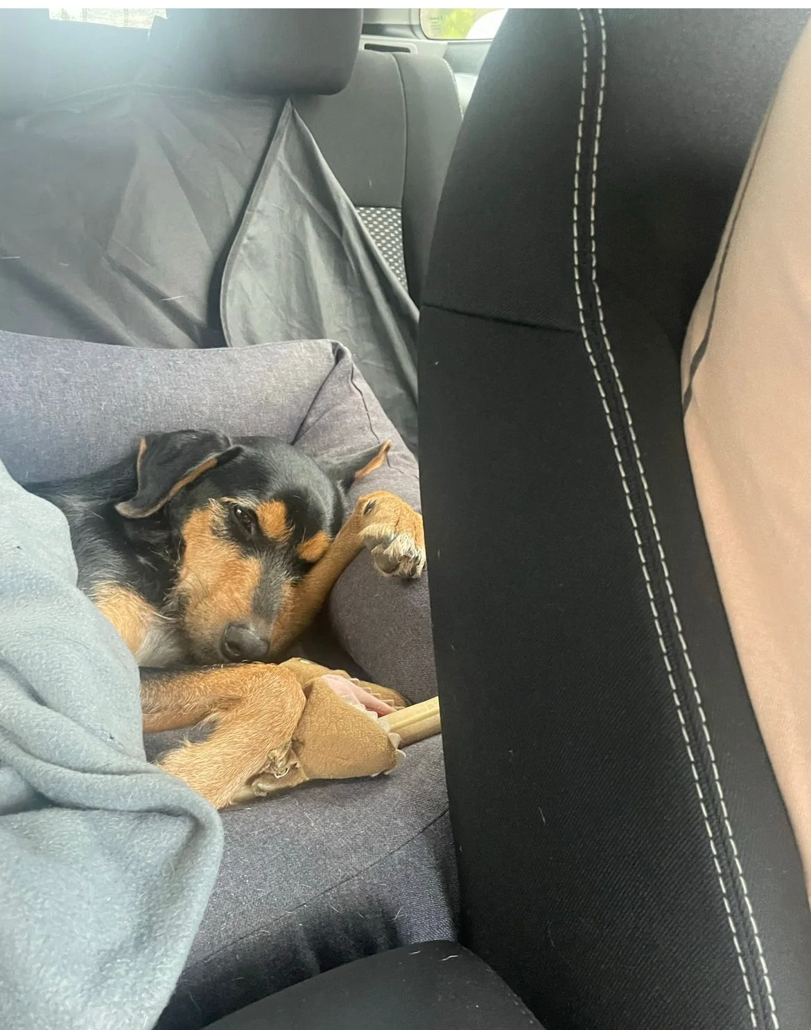 Liesje (GEADOPTEERD) - Afbeelding 5