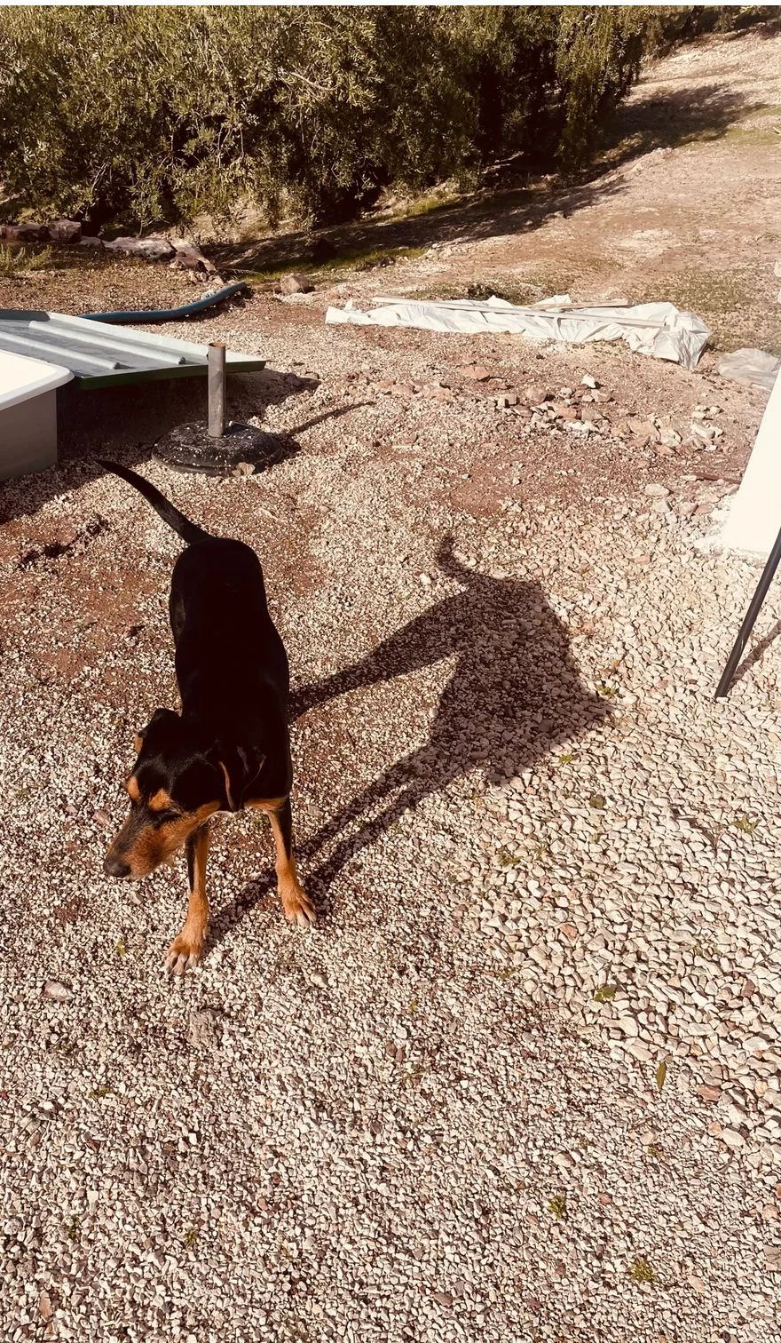 Liesje (GEADOPTEERD) - Afbeelding 6