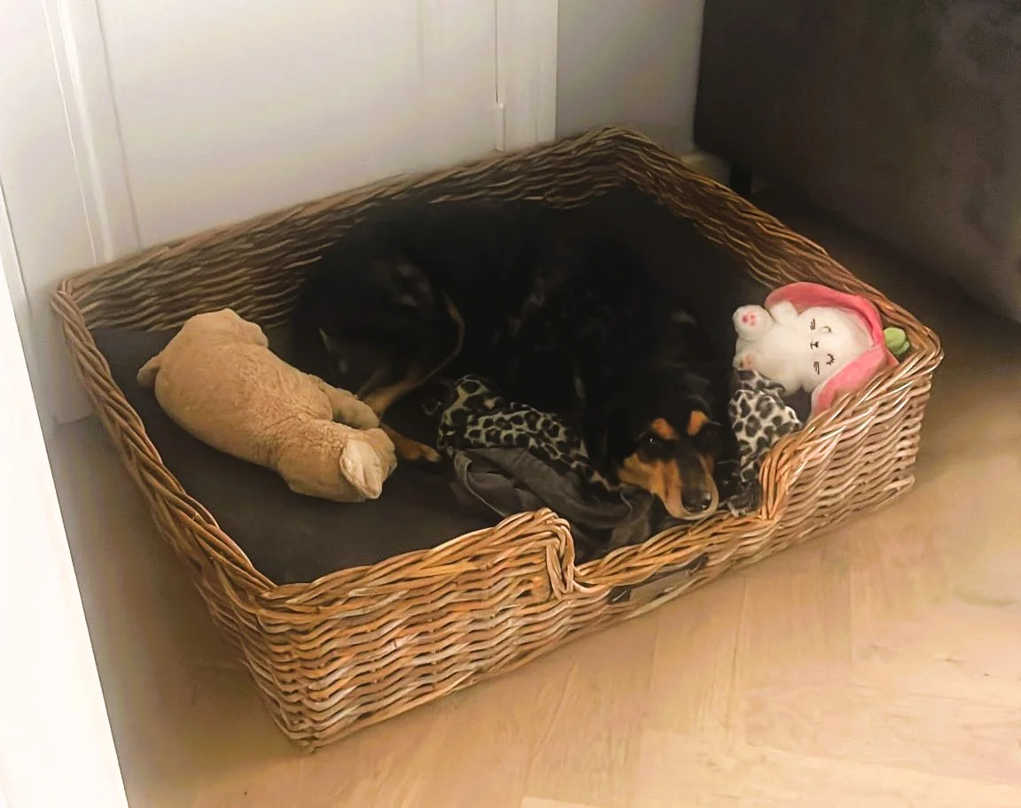 Liesje (GEADOPTEERD) - Afbeelding 7