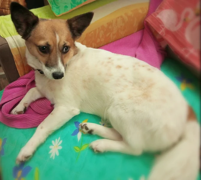 Venus - Afbeelding 4