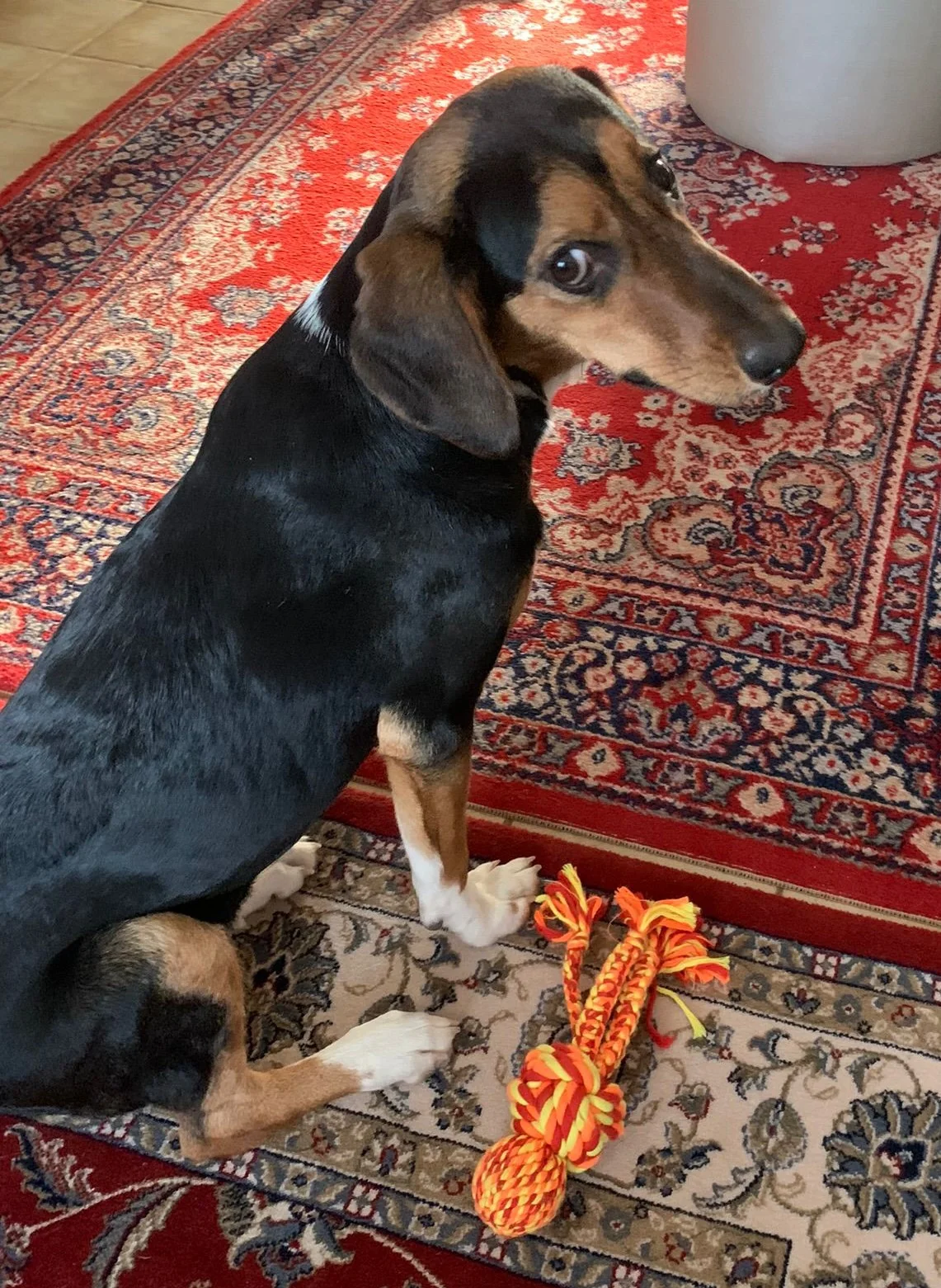 Malenka - Afbeelding 3