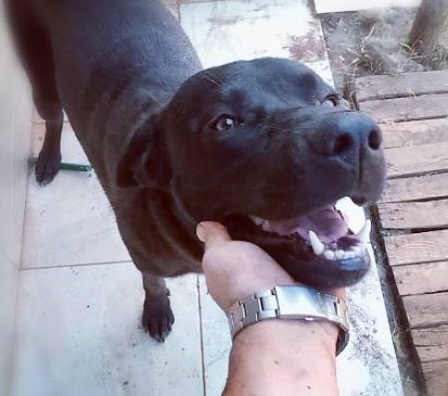 George - Afbeelding 5