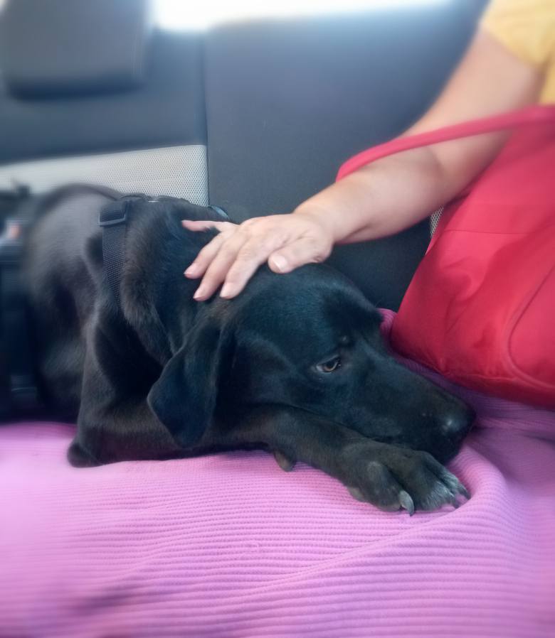 George - Afbeelding 7