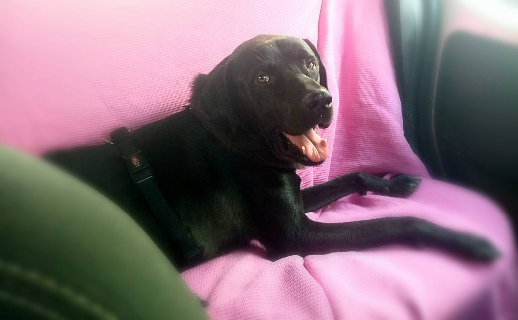 George - Afbeelding 8