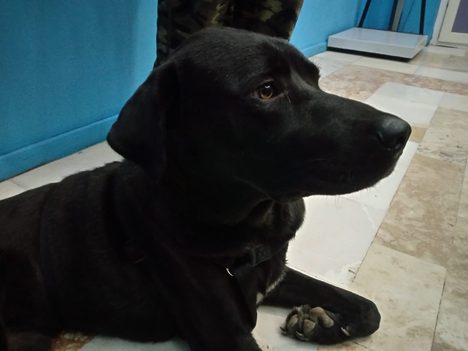 George - Afbeelding 2